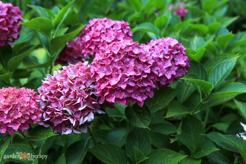 Hortensia rosa que florece en un jardín.