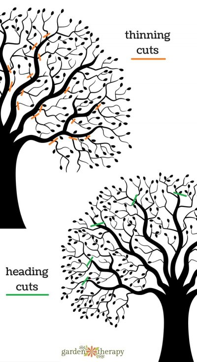 Trimming Rout Learn How to Prune like a Pro! Pruning 101 - Garden Therapy