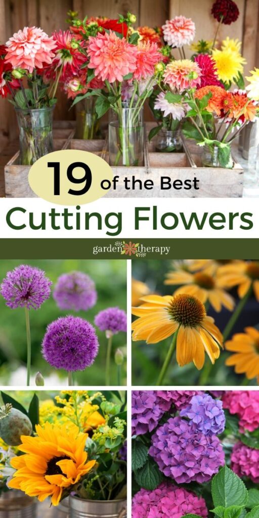 19 Best Cutting Flowers plus Growing and Harvesting Tips