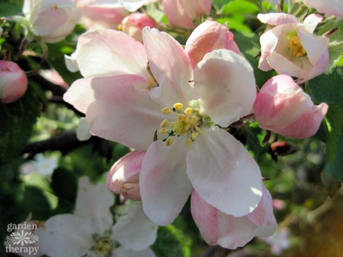 Apple Blossom