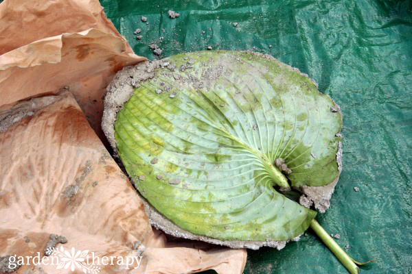 Making a concrete stepping stone with a hosta leaf cast