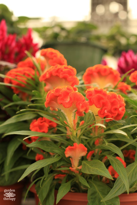 orange celosia annual grown from seed