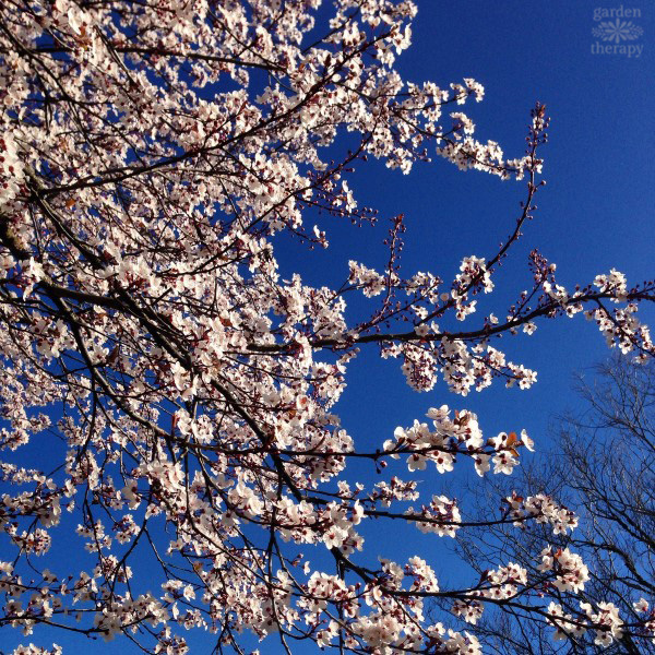 Cherry Blossoms in Vancouver Blue Sky