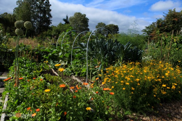 a garden full of companion planting flowers