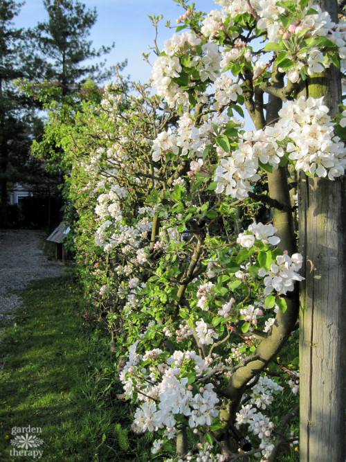 Espalier apples with blossoms