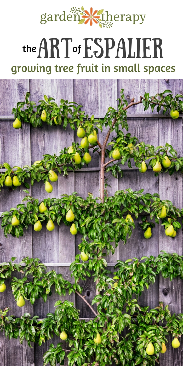 The Art Of Espalier Fruit Trees Bonnie Jo Manion In 2021 Espalier Images