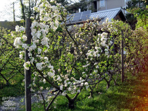 Espalier lattice Fence