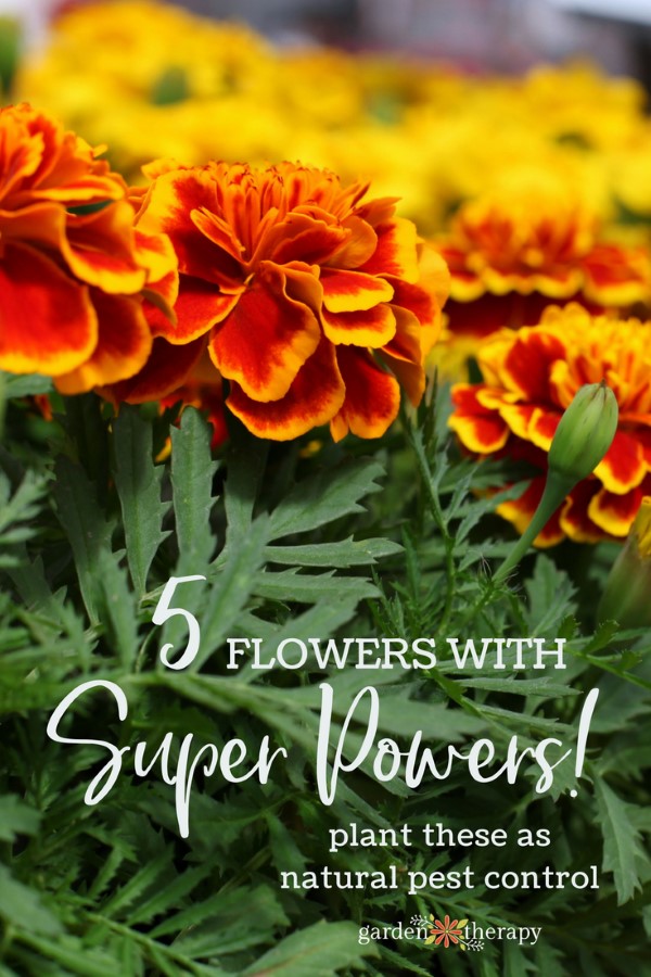 Super flowers that work great for companion planting