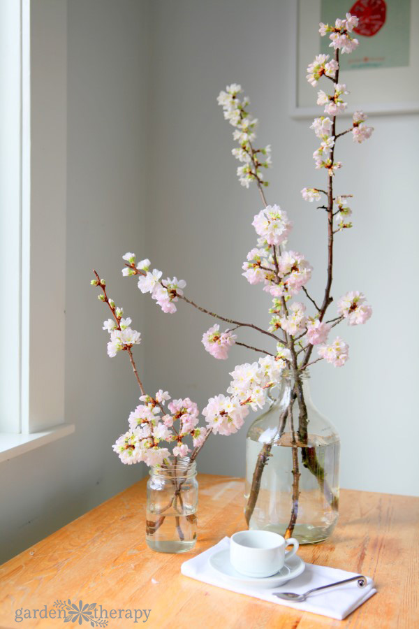 Cherry Blossoms in glass vases on a wood table with coffee