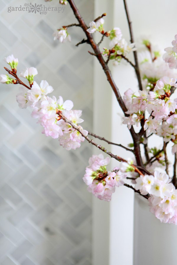 forcing-flowering-branches-to-bloom-indoors