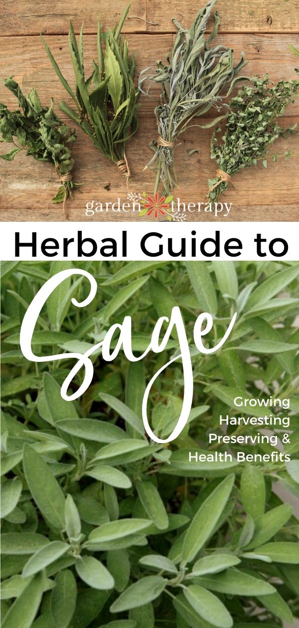 Herbal Guide to Sage - bundles of sage plants on a wooden background