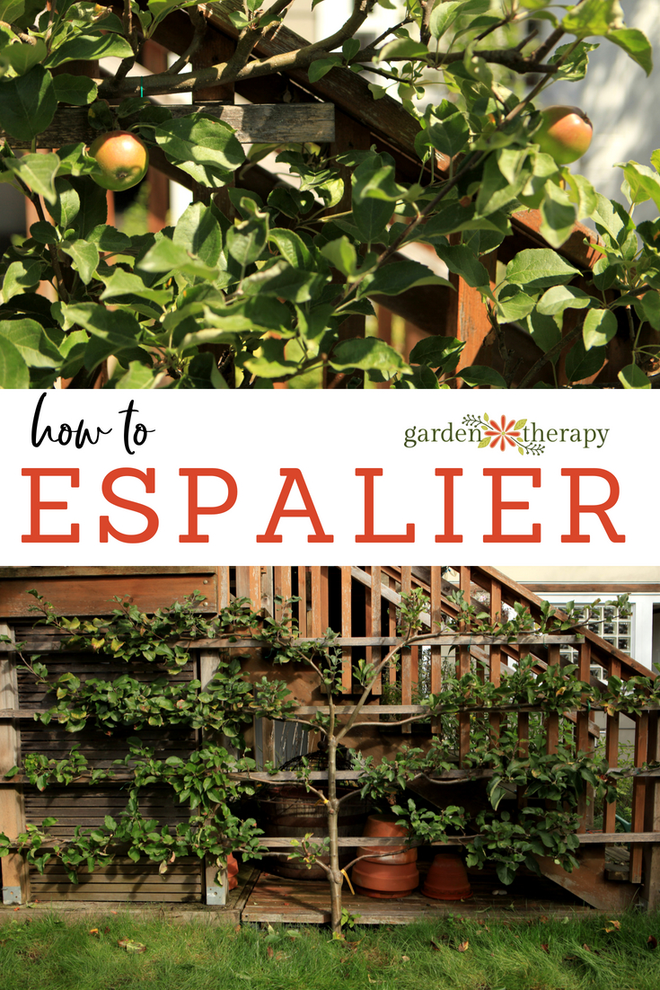 How to ESPALIER small trees to grow fruit in a small space
