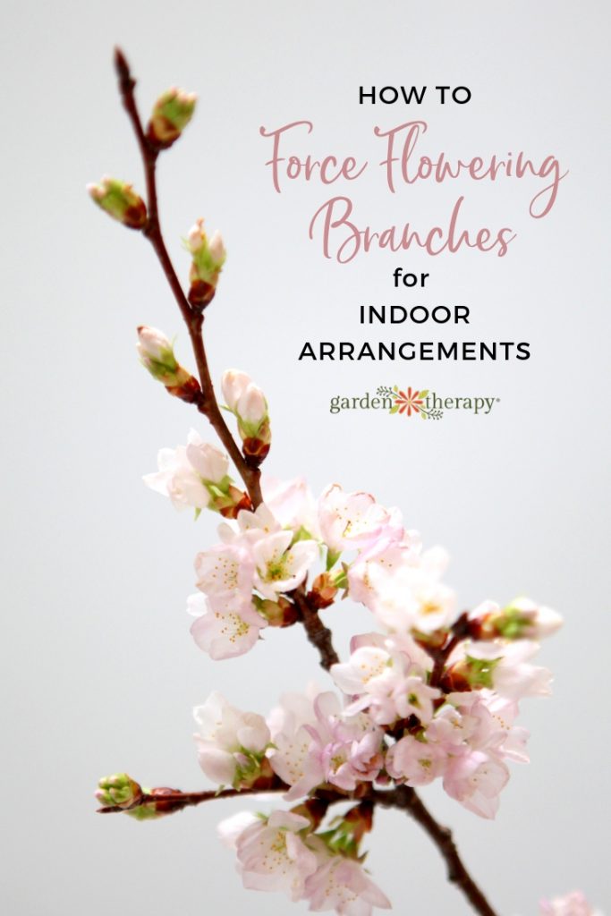 How to Force flowering branches in water for Indoor Arrangements