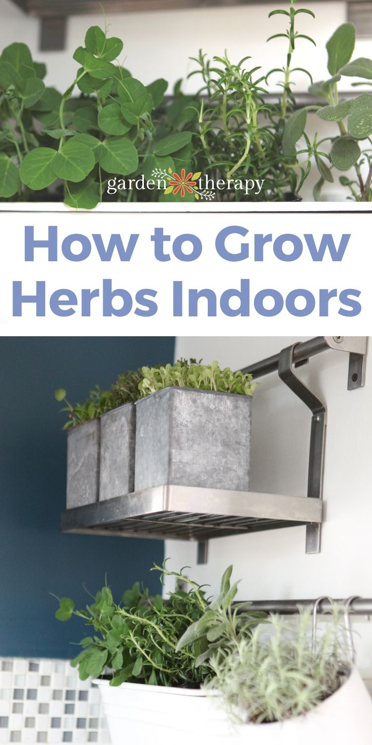 How to Grow Herbs Indoors (Successfully)