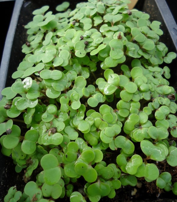 How to Host a Back Yard Plant Sale (seedlings)