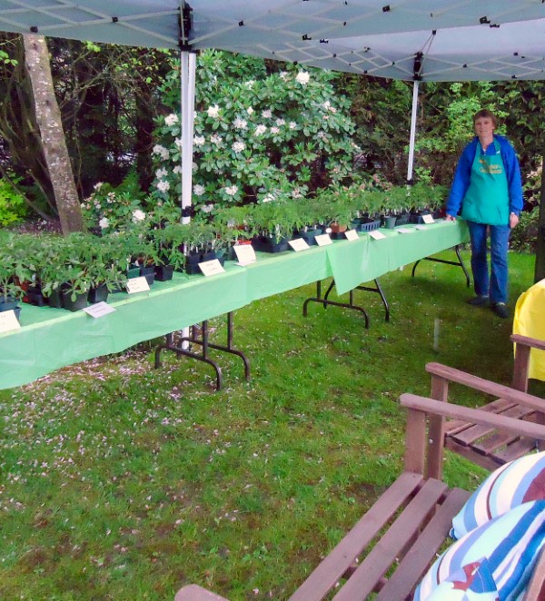 How to Host a Back Yard Plant Sale (table display)