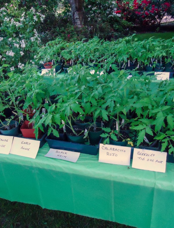 How to Host a Back Yard Plant Sale (tomatoes)