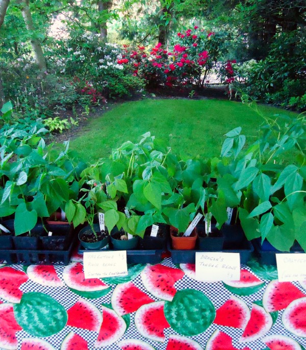 How to Host a Back Yard Plant Sale