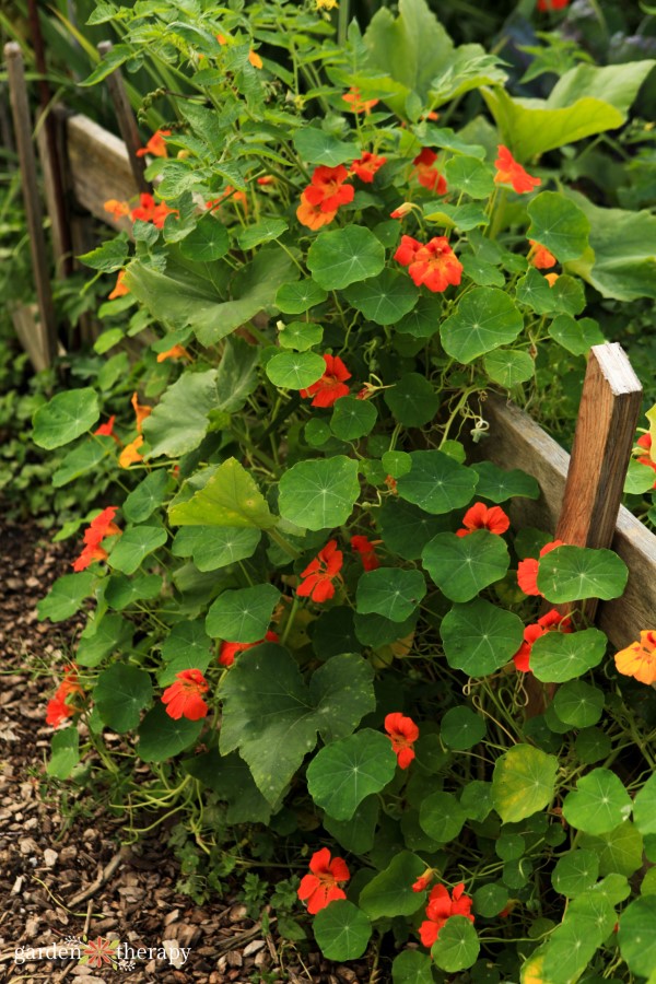 nasturtiums