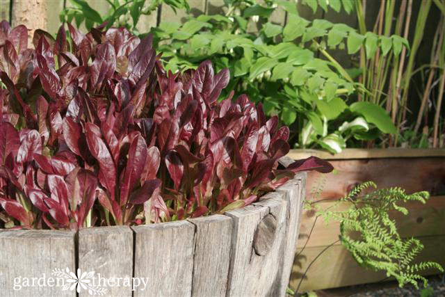 Lettuce in Wine Barrel