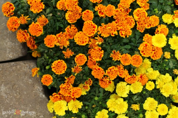 Marigolds planted for pest control