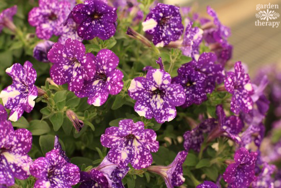 Petunia Night Sky