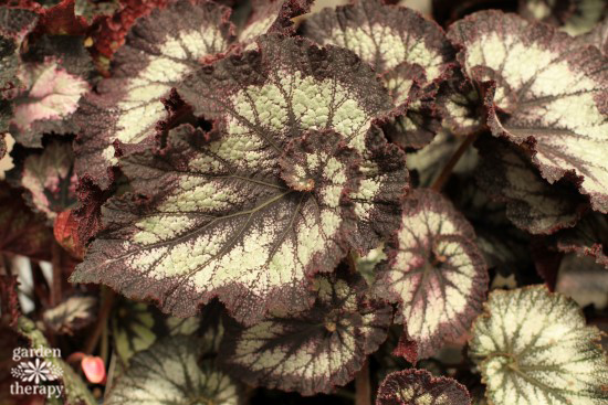 Rex Begonia