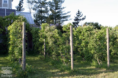 Rows of Espalier apples