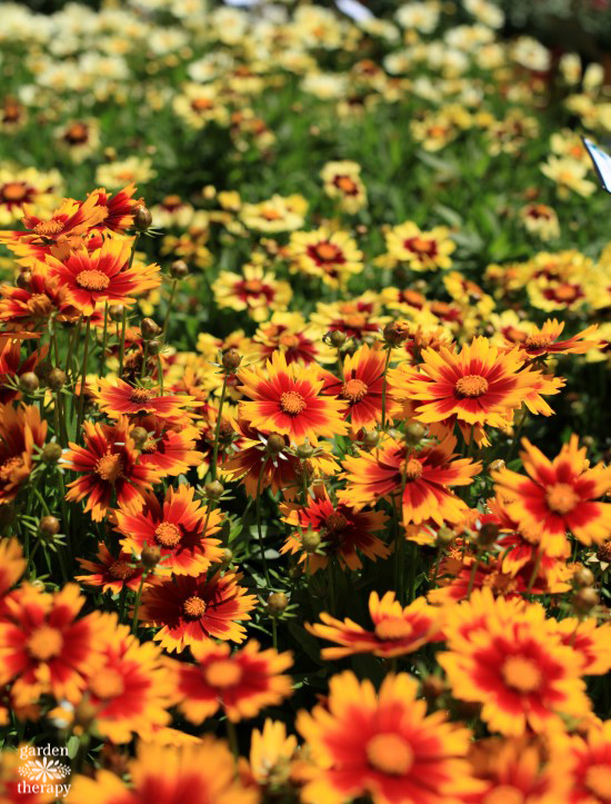 coreopsis drought tolerant perennials