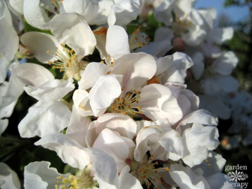 apple blossoms are early blooming flowers