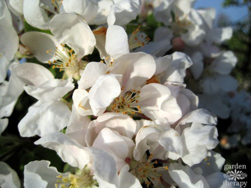 What Happens To Spring Perennials If They Bloom Too Early?