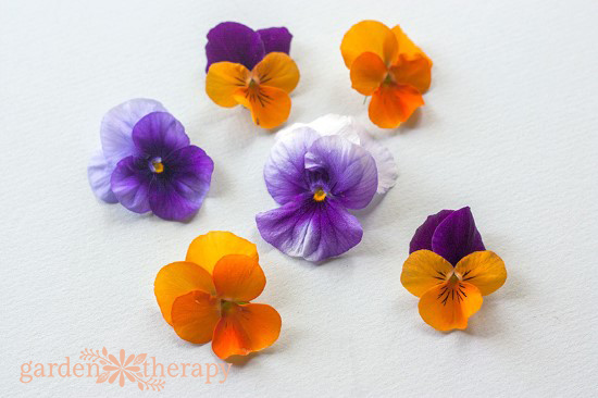 edible flowers for candy