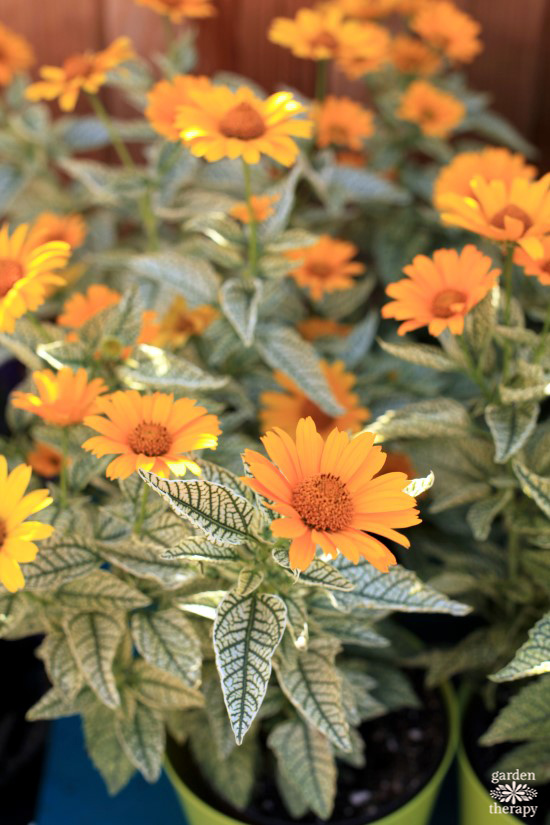 heliopsis helianthoides sunstruck