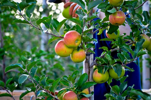 Espalier apples