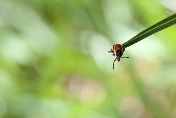 tweezers holding a tick