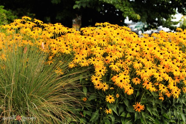 Black-eyed susans