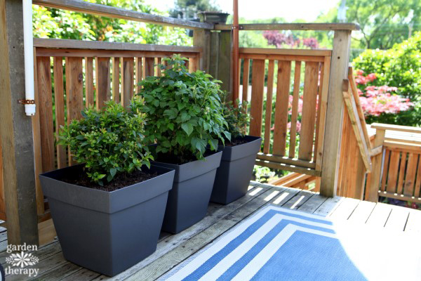 Brazelberries in self watering containers