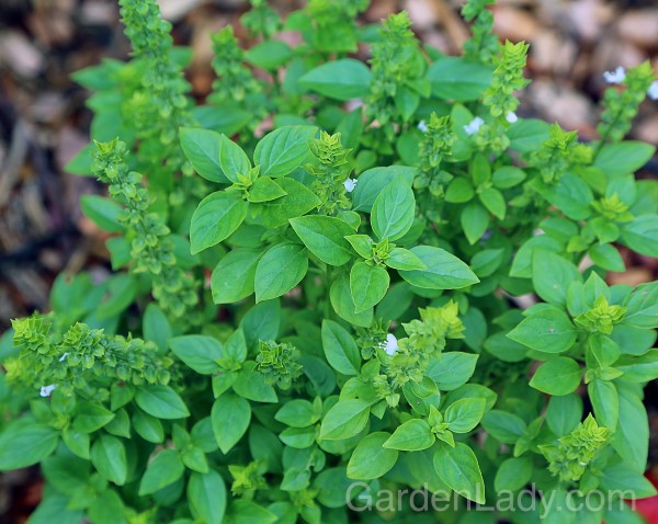 Cocktail herb: basil