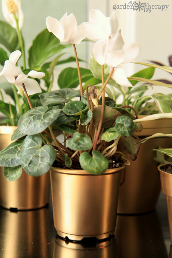 Cyclamen and other indoor plants in DIY gold painted pots