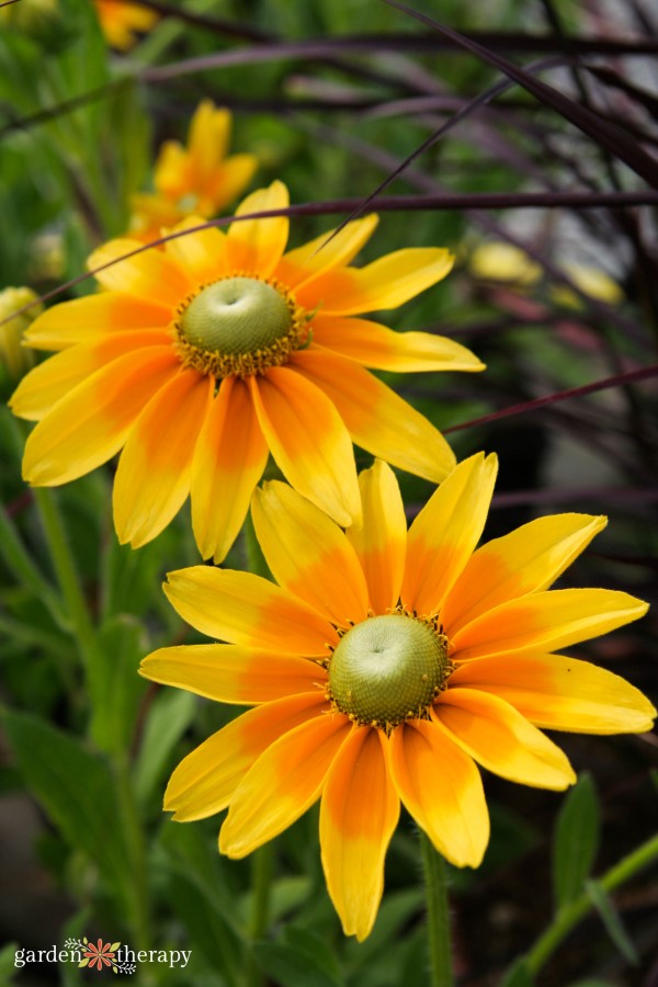 green-eyed susans thrive in sun