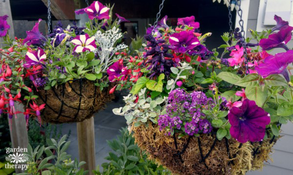 Hanging Baskets in late spring