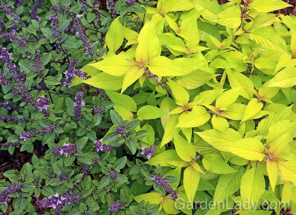 Herbs for a Cocktail Hour Garden