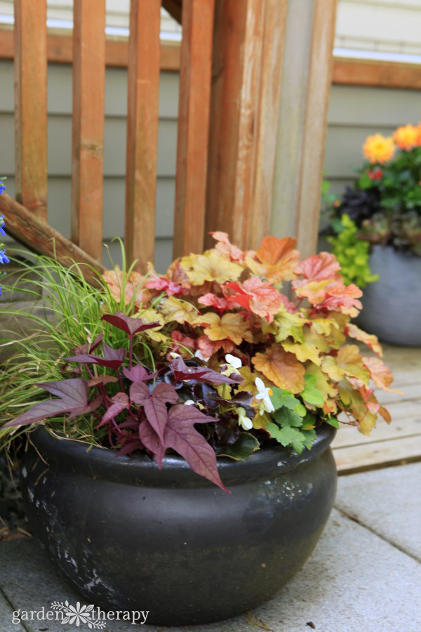 Heuchera shade planter recipe