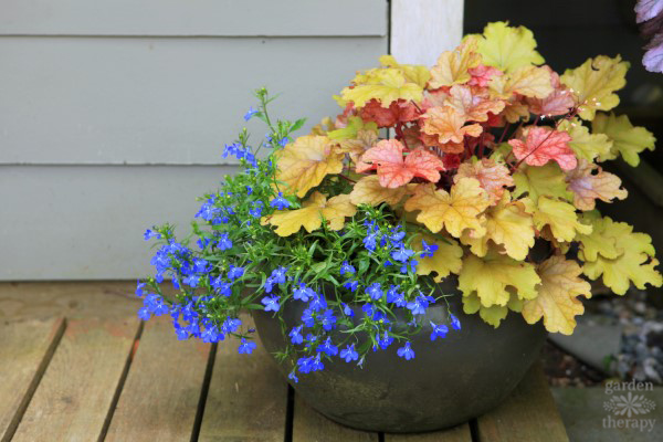 Colorful Heuchera blooming in a fall container garden