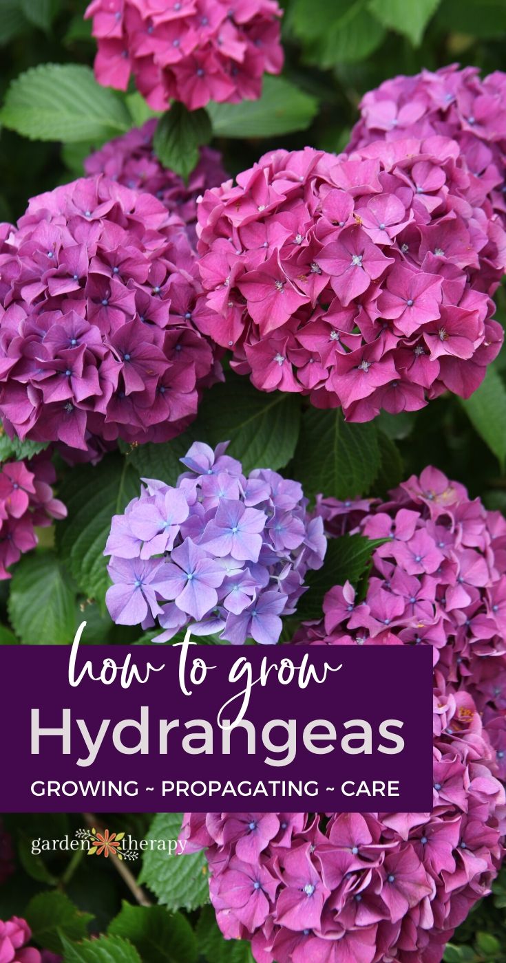 How to Grow Hydrangeas