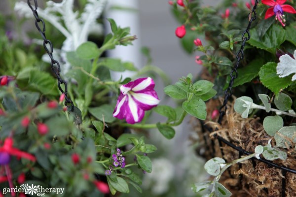 how to plant hanging baskets