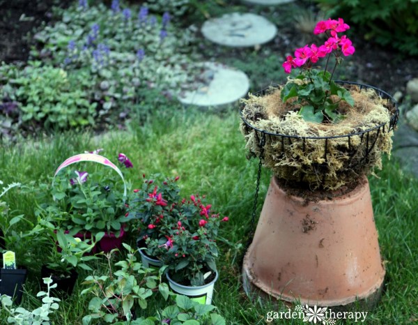 Clock-face planting design for hanging baskets