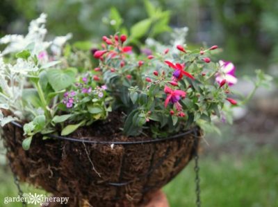 Design Hanging Baskets Like a Pro - Garden Therapy