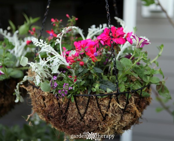 new hanging basket with young annual flowers