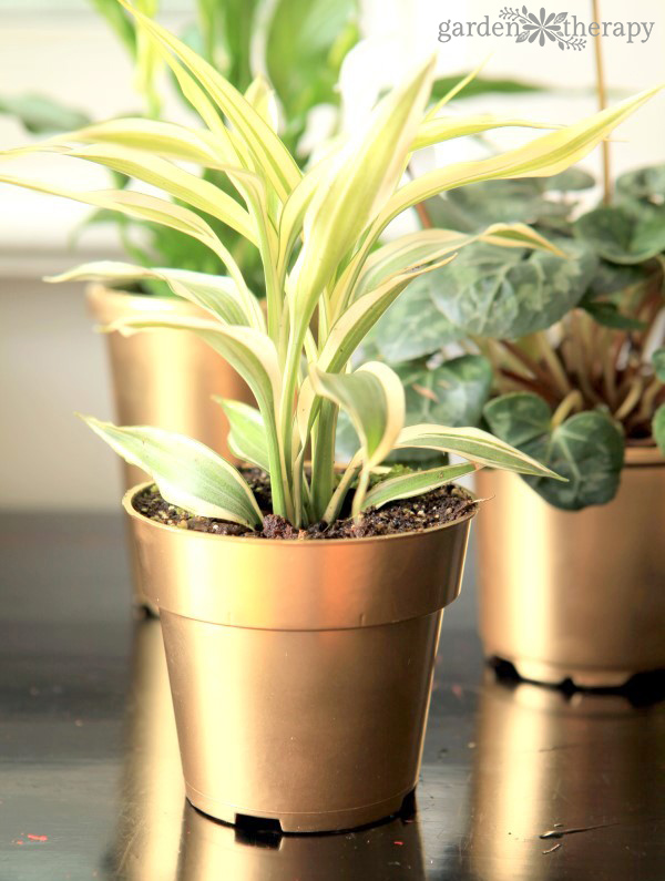 How to transform plant pots with gold paint so they really shine